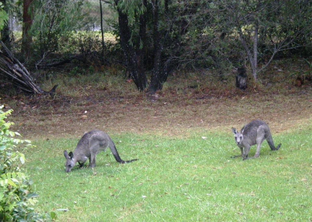 Wombatalla Kangaroo Valley Exteriér fotografie